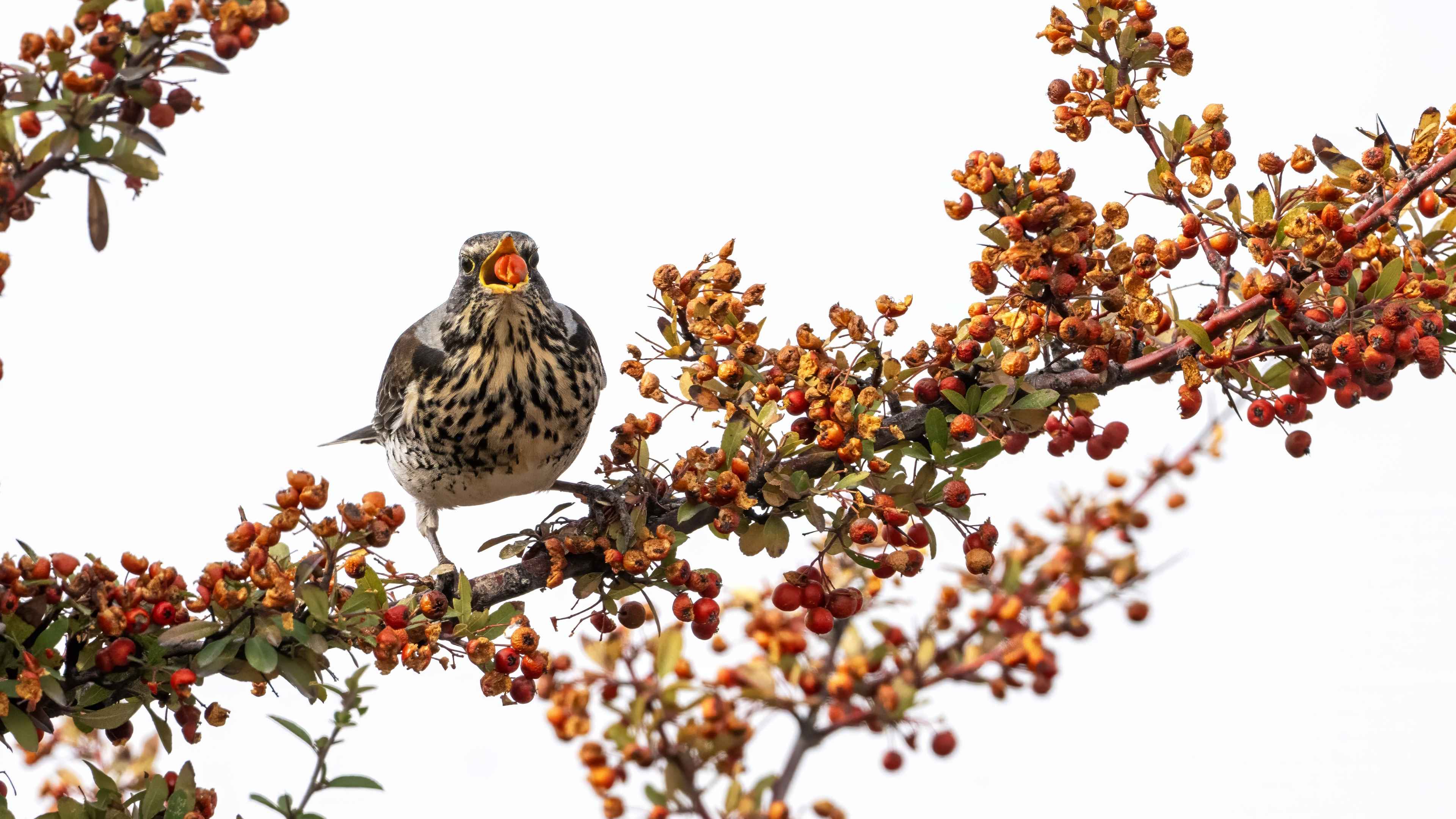 Fieldfare
